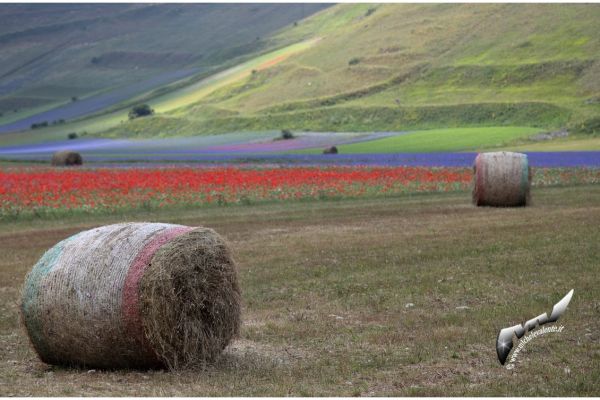 castelluccio-48243A3D86-5E45-1A42-4181-076E0547EDCA.jpg