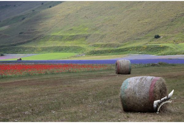 castelluccio-4953A5AE47-67EF-6A73-8B35-723E80302B1E.jpg