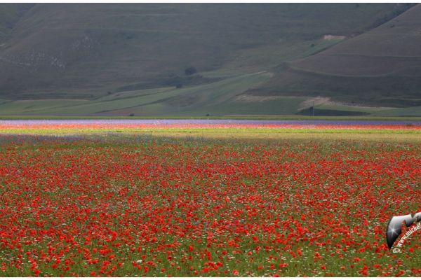castelluccio-50CB5022B3-E163-F6B5-C4F4-3CACB1374E0F.jpg