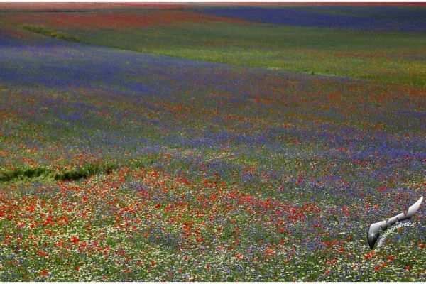castelluccio-5568D3A2C2-1C5A-7B0A-EB9E-0BFACBE1B073.jpg