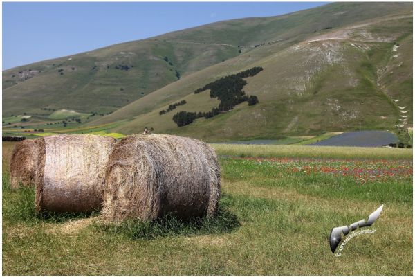 castelluccio-648749FEF9-CCE7-173D-B4AD-AADC8E38933D.jpg
