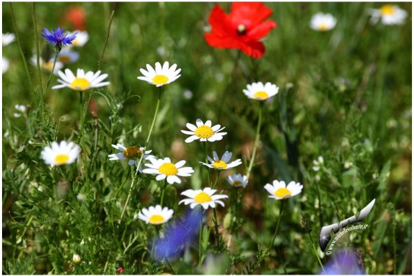 castelluccio-8215567553-92E9-F2F7-1871-D9FEBA95BD9C.jpg