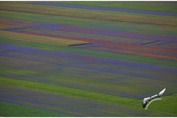 castelluccio-92D67998C2-ECC9-CC48-08CF-70EBCE1AE323.jpg