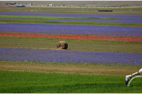 castelluccio-963A707E6B-9A84-D29C-C577-B34321CF6C7F.jpg