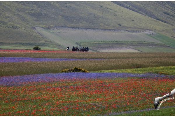 castelluccio-97B03B7F64-ED7C-DE9F-BF98-B4B9E615F5A8.jpg