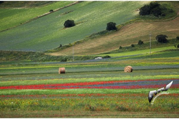 castelluccio-984C5C63F7-3892-D944-DC76-BA489CD60E0D.jpg