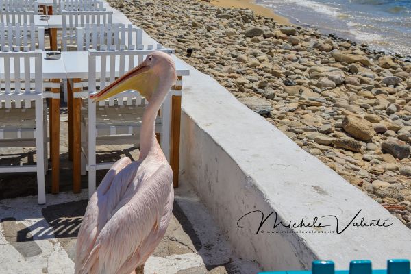 mykonos-39995E1D3A-8A2B-C0D2-F875-FE776164588A.jpg