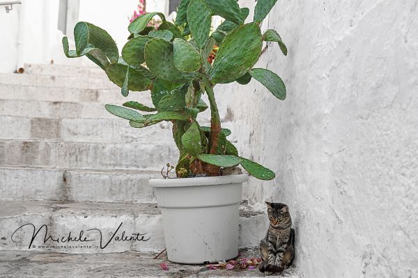 ostuni-13155D26E7-9DEE-9932-0DF8-95BA974302C2.jpg