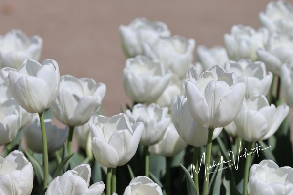 38D51A4246-8859-21CB-0F46-BE451CCDF67B.jpg