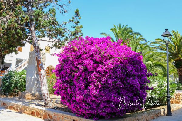 ibiza-179FF6D164-591F-FF7C-65FA-FA1E2E7DCAF0.jpg